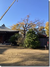 三會寺様欅古木伐採〈神奈川県横浜市〉 (7)