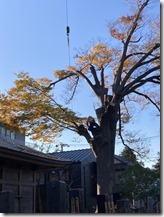 三會寺様欅古木伐採〈神奈川県横浜市〉 (4)