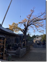 三會寺様欅古木伐採〈神奈川県横浜市〉 (5)